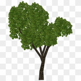 E-1422685327 - Sal Tree Images Png, Transparent Png - sal png