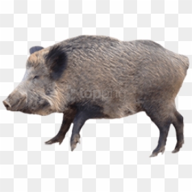 Animal,warthog,domestic Figure - Hog Png, Transparent Png - boar png