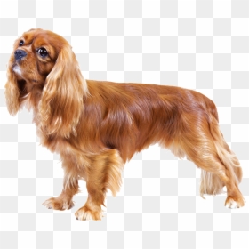 Cavalier King Charles Spaniel Png, Transparent Png - lady and the tramp png