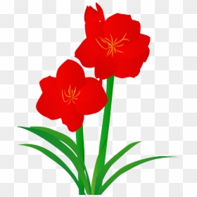 Hand Drawn Illustration Plant Illustrated Png And Vector - Hippeastrum, Transparent Png - plant vector png