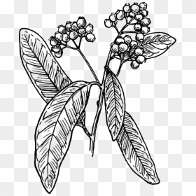 Coffee Tree Drawing Png, Transparent Png - plant vector png