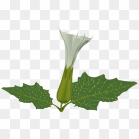 Datura Flower Png, Transparent Png - plant vector png