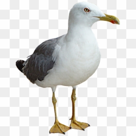 Seagull Png, Transparent Png - thinking png