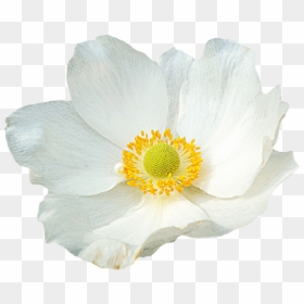 Anemone Flower White Png, Transparent Png - wall png