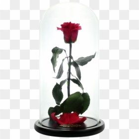 Rose Beauty And The Beast Png, Transparent Png - beauty and the beast png