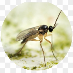 Fungus Gnats Nz, HD Png Download - oval png