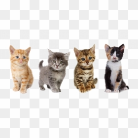 Uber Kittens, HD Png Download - kitten png
