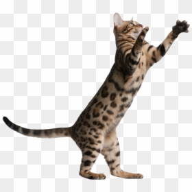 Jumping Cat Transparent Background, HD Png Download - kitten png