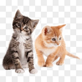 Cute Kitten Png, Transparent Png - kitten png