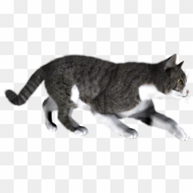 Cats Png Clear Background, Transparent Png - kitten png