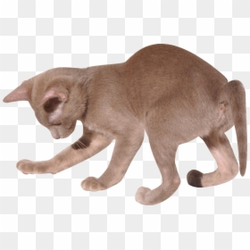 3d Cat Transparent Background, HD Png Download - kitten png