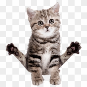 Advertising Cats, HD Png Download - kitten png