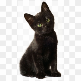 Transparent Background Black Cat Png, Png Download - kitten png