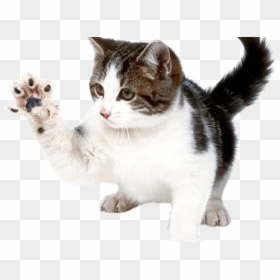 Le Chat Animal Domestique, HD Png Download - kitten png