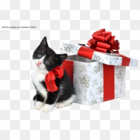 Merry Christmas Black And White Cat, HD Png Download - kitten png