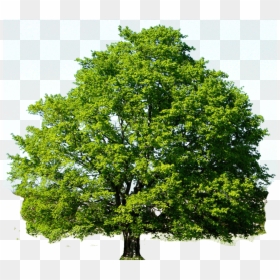 Spring Maple Tree, HD Png Download - oak tree png