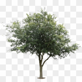 Oak Tree Png, Transparent Png - oak tree png