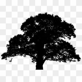 Silhouette Tree Icon Png, Transparent Png - oak tree png