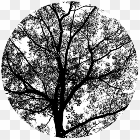 Monochrome, HD Png Download - oak tree png
