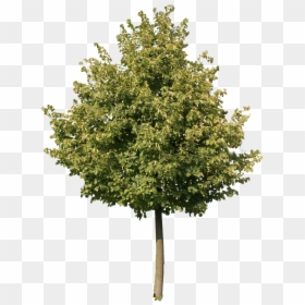 Olive Tree Cut Out, HD Png Download - oak tree png