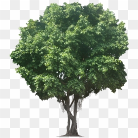 Tree Png, Transparent Png - oak tree png