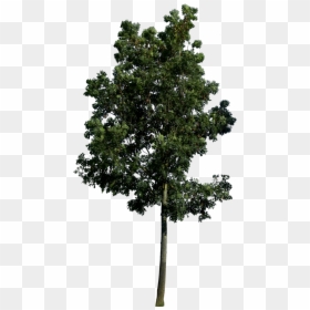 Populus Nigra Png, Transparent Png - oak tree png