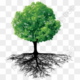 Tree And Roots Png, Transparent Png - oak tree png
