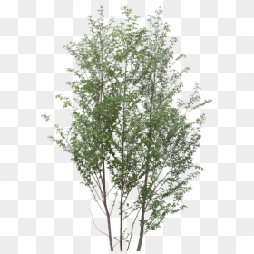 Oak Tree Png, Transparent Png - oak tree png