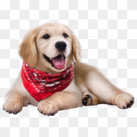 Golden Retriever Puppy, HD Png Download - bandana png