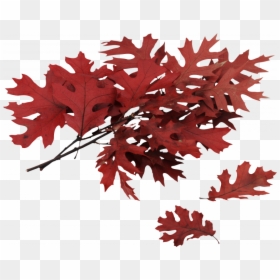 Red Oak Tree Branch, HD Png Download - oak tree png