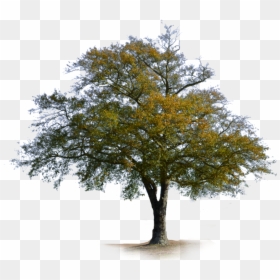 Transparent Deciduous Tree Png, Png Download - oak tree png