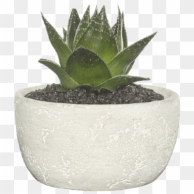 Succulent With Clear Background, HD Png Download - succulent png