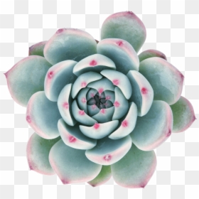 Succulent With Clear Background, HD Png Download - succulent png