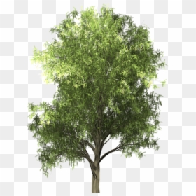 Zelkova Serrata Png, Transparent Png - oak tree png