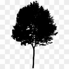 Tree Silhouette Architecture, HD Png Download - oak tree png