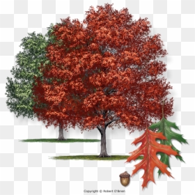 Texas Oak, HD Png Download - oak tree png