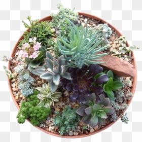 Top View Transparent Flower Pot Png, Png Download - succulent png