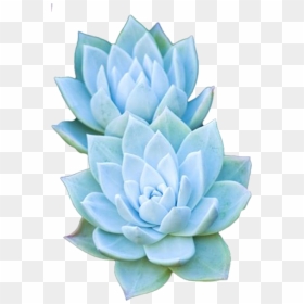 Blue Stickers Transparent Background, HD Png Download - succulent png
