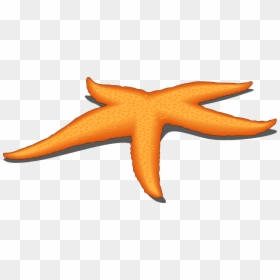 Starfish Clipart Png, Transparent Png - starfish png