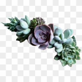Flower, HD Png Download - succulent png
