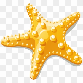 Starfish Vector Png, Transparent Png - starfish png