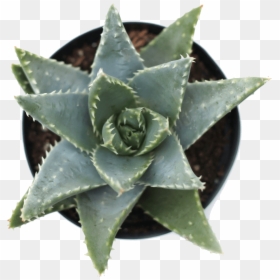 Agave, HD Png Download - succulent png