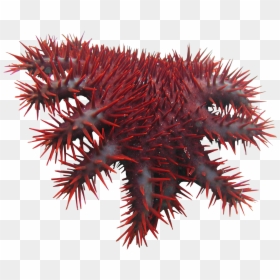 Crown Of Thorns Starfish Png, Transparent Png - starfish png