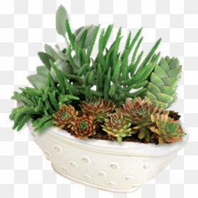 Flowerpot, HD Png Download - succulent png