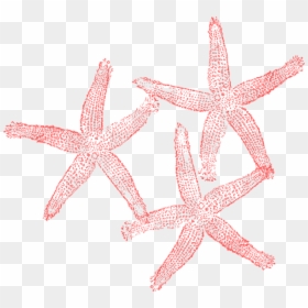 Coral Starfish Clipart, HD Png Download - starfish png