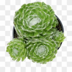 Савойская Капуста, HD Png Download - succulent png
