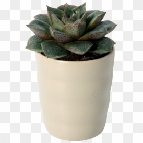 Flowerpot, HD Png Download - succulent png