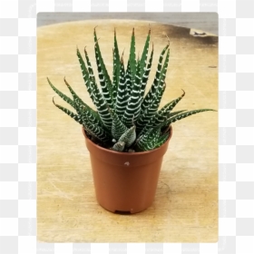 Flowerpot, HD Png Download - succulent png