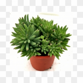 Succulent Sedum Morganianum, HD Png Download - succulent png