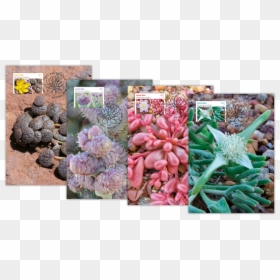 Pachyphytum, HD Png Download - succulent png